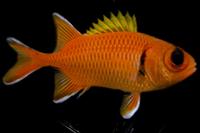 picture of Black Bar Soldierfish Lrg                                                                            Myripristis jacobus